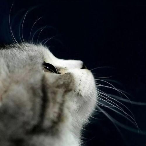 娱乐吃瓜君猫咪老师